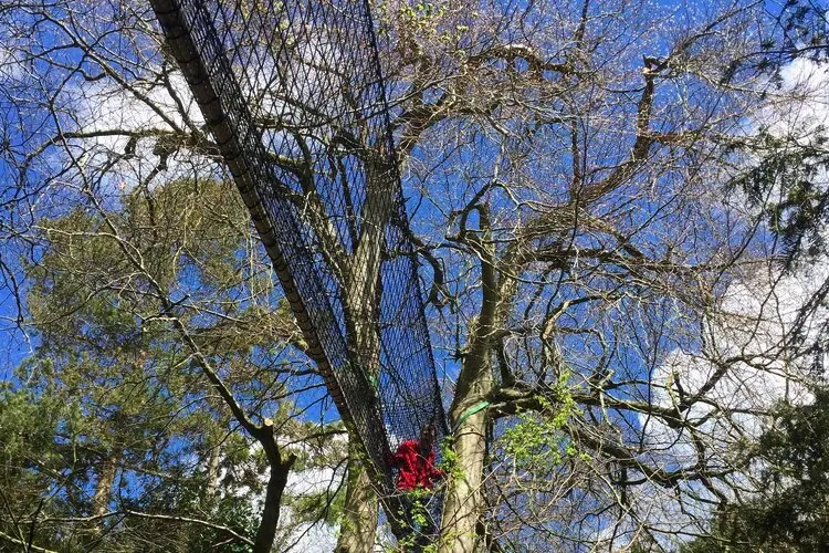 Person walking between trees on a Treetop Trail net bridge