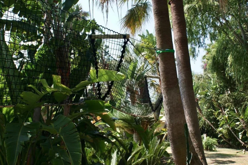 tree+canopy+walkway
