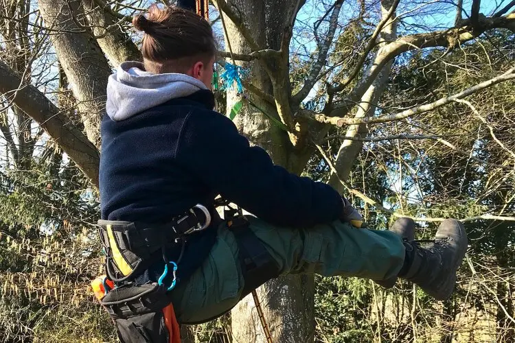 Expert tree climber working on a tree attachment point for a Tree Top Trail