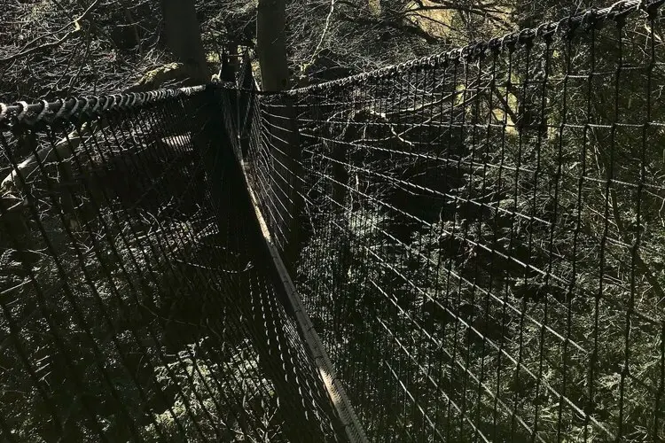 Safety net and structural ropes in a Treetop Walkway