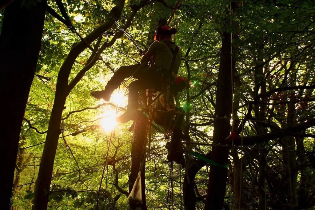 Twi tree arborists working in the trees suspended on ropes