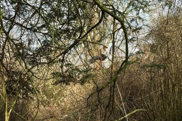 Treehouse Life Tree Top Trail expert staff person working in harness and ropes to install a Treetop Walkway in the trees