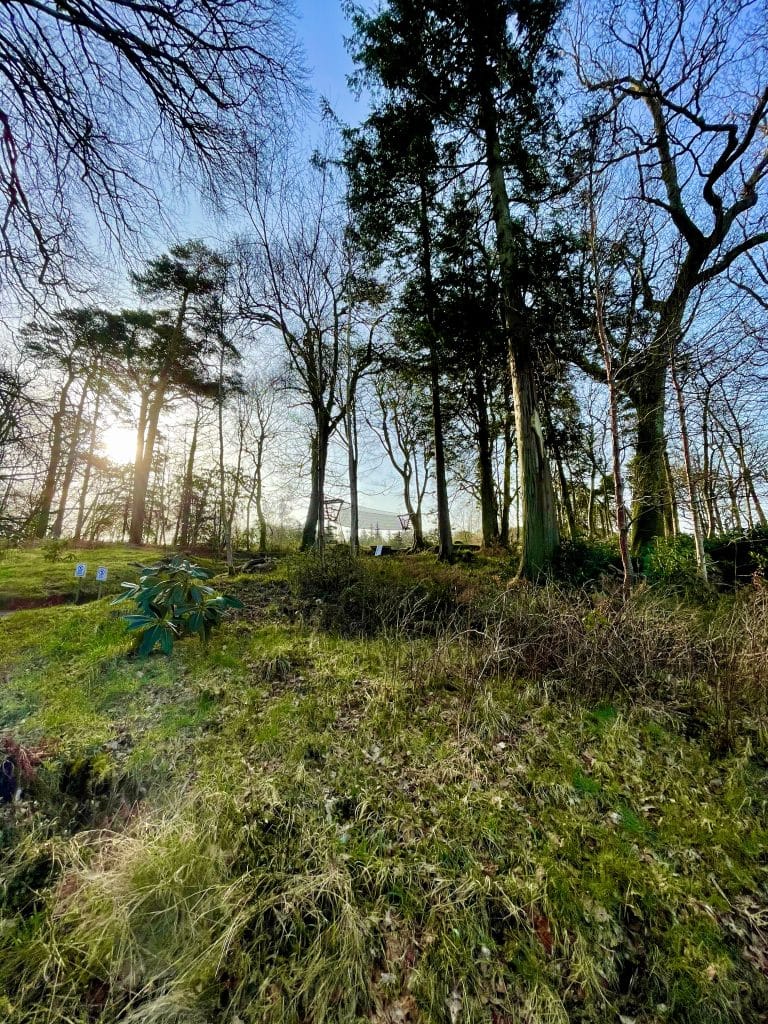 The winter sun shines through the tree trunks over a grassed mossy area of Muncaster Castle in the Lake District. In the distance there is a suspended rope bridge and slide forming a part of a children's adventure play area.