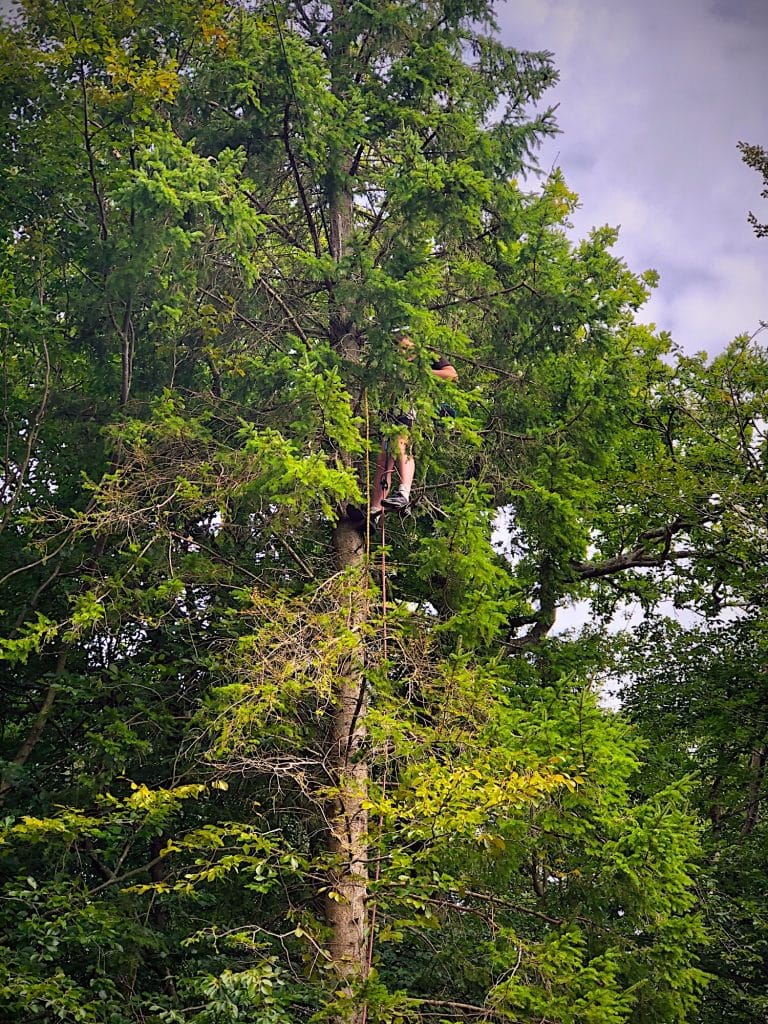 A person engages in the age-old adventure of tree climbing, ascending the heights of a lush, green conifer.