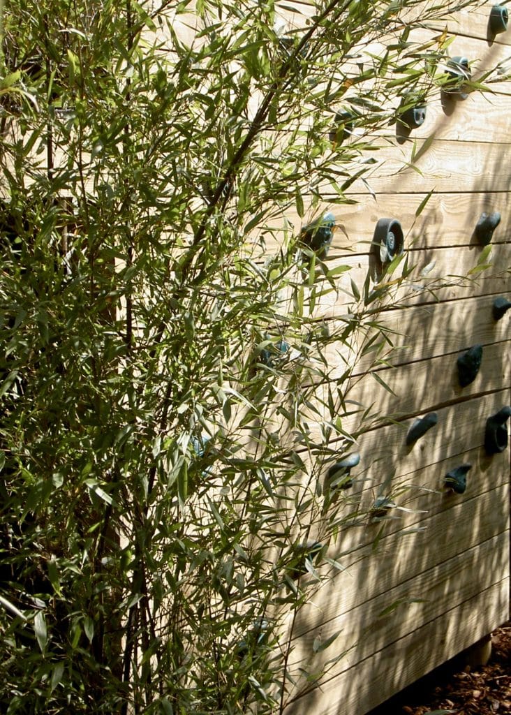 A timber climbing wall on a barked garden floor with a eucalyptus shrub in the foreground.